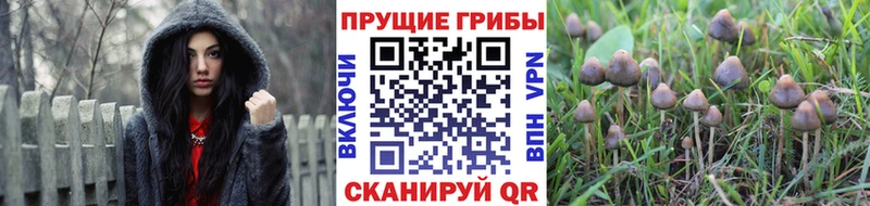 кракен как войти  Коряжма  shop как зайти  Псилоцибиновые грибы прущие грибы 